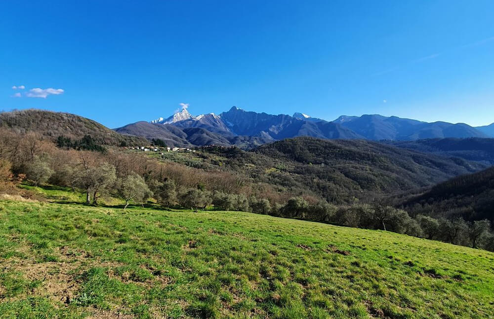 Photograph taken in Terenzano of the olives groves and Alpi Apuane mountains in the distance
