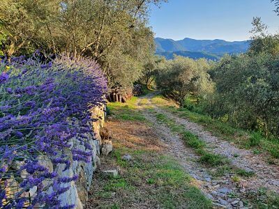 Country track leading from the house down into the olive groves